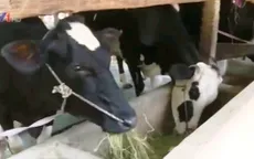 Không có nơi tiêu thụ, nông dân cho bò uống sữa