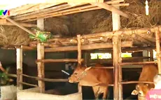 Nông dân Bình Định nâng cao thu nhập từ bò lai