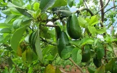 Bơ tứ quý được mùa, được giá