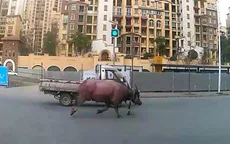 Con bò 400kg gây hỗn loạn tại Trung Quốc, làm 4 người bị thương