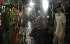 Bắt quả tang cơ sở giết mổ bơm nước vào bò