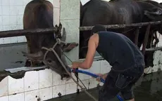 Tây Ninh xử phạt 3 cơ sở bơm nước vào gia súc