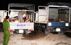 Vĩnh Long: Bắt quả tang 4 đối tượng bơm nước vào bụng heo