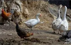 Dịch cúm gia cầm H5N1 bùng phát ở Tây Bắc Campuchia
