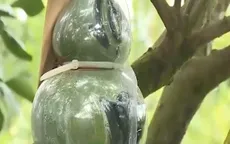 Độc đáo những mẫu bưởi hồ lô phục vụ dịp Tết