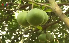 Đồng Nai: Bác thông tin thu mua bưởi Tân Triều non