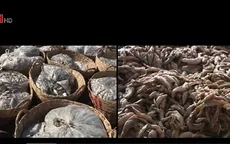 Bà Rịa - Vũng Tàu: Hàng trăm tấn cá nguyên liệu bị ùn ứ