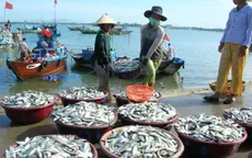 ​Sẽ dừng thí điểm bảo hiểm đối với tôm, cá