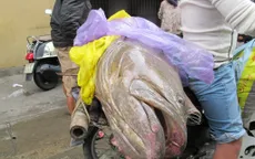 Ngư dân Đà Nẵng bắt được cá mú nặng 70 kg