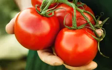 7 lưu ý cần nhớ khi ăn cà chua