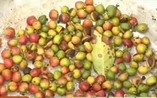 Cà phê Quảng Trị gặp khó khăn do giá xuống thấp