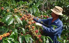 Giá cà phê Tây Nguyên tăng 500.000 đồng/tấn
