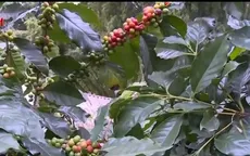 Cà phê mất giá, nông dân Sơn La đứng trước nguy cơ thua lỗ