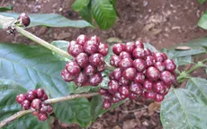 Kon Tum tăng cường khuyến cáo nông dân không hái cà phê xanh