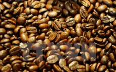 Phát hiện loại protein trong cà phê có hiệu ứng mạnh hơn morphine