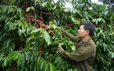 Đắk Lắk quyết liệt đối phó nạn trộm cắp cà phê