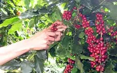 Cà phê chè Cầu Đất có mặt trong chuỗi cửa hàng Starbucks