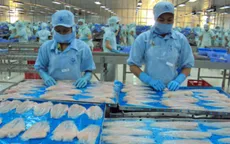 Doanh nghiệp cá tra gặp khó với Nghị định 36