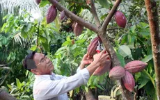 Cacao Việt Nam có hương vị hàng đầu thế giới