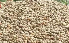 Vì sao người dân chưa vội bán cà phê?