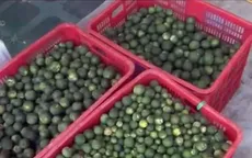 Cảnh báo tình trạng mua bán cam non