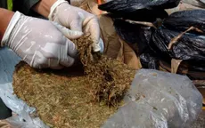 Bolivia bắt giữ 27 tấn lá coca vụn để chế biến cocaine