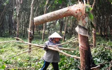 Hơn 6.000 ha cao su bị chặt bỏ trong năm 2015