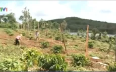 Đăk Nông thiếu vốn tái canh cà phê