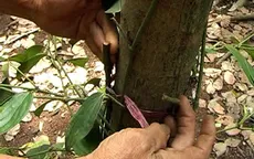 Đồng Nai: Hàng trăm gốc tiêu bị cắt trụi