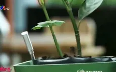 Sạc pin điện thoại từ... cây cảnh