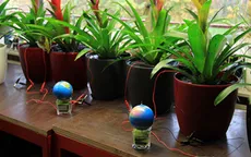 Sản xuất điện từ… cây