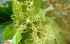 Lá Cách - Món ăn vị thuốc của người miền Nam