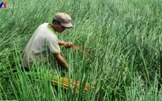 Sóc Trăng: Cây năn cho thu nhập cao