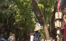 Hà Nội: Kiến nghị chặt hạ cây xà cừ có nguy cơ gãy đổ trên phố Hàng Chiếu