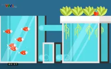 Trồng cà chua và nuôi cá trong hệ thống khép kín