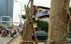 Bắt đầu thay thế cây xanh một số tuyến phố Hà Nội