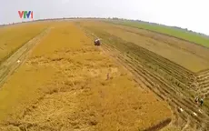 Niềm vui đầu năm từ những cánh đồng lớn