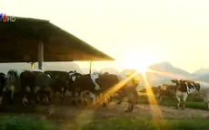 Thêm 45 triệu USD tài trợ cho ngành chăn nuôi và ATTP