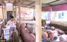 Loạn thông tin chất cấm, DN và người chăn nuôi lao đao