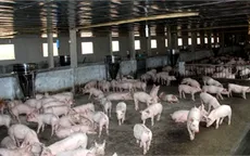 TT-Huế không có trường hợp nào sử dụng chất cấm trong chăn nuôi