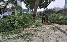 Chủ tịch UBND TP Hà Nội quyết định dừng chặt hạ cây xanh
