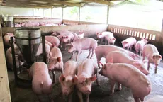 Bắc Giang, Tây Ninh: Có tình trạng sử dụng chất cấm tạo nạc trong chăn nuôi