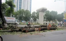 Hà Nội: Yêu cầu rà soát việc cải tạo, thay thế cây xanh