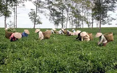 Ngành chè Lâm Đồng nói không với Fipronil