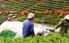 Thiếu nơi tiêu thụ, hàng chục hecta chè Đà Lạt bị cắt bán rẻ