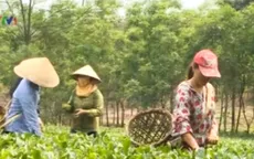Thành lập đoàn kiểm tra lô hàng chè xuất khẩu bị trả về