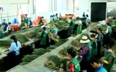 Đầu tư 164 tỷ đồng xây chợ hoa đầu mối Lâm Đồng