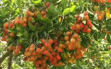 Giá chôm chôm chính vụ tiếp tục giảm
