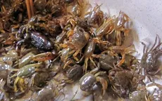 Nắng nóng, cua đồng tăng giá vẫn đắt khách