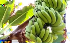 Vì sao chuối tiêu hồng rớt giá thê thảm?